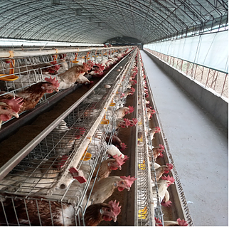  How layer Breeding Equipment Sterilizes layers
