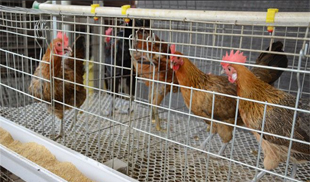 Broiler Cage
