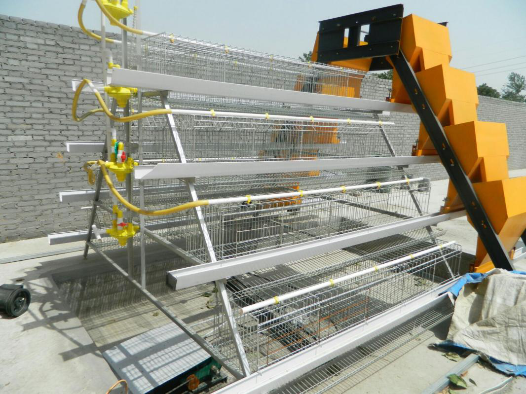 layer cage Layer cages for sale