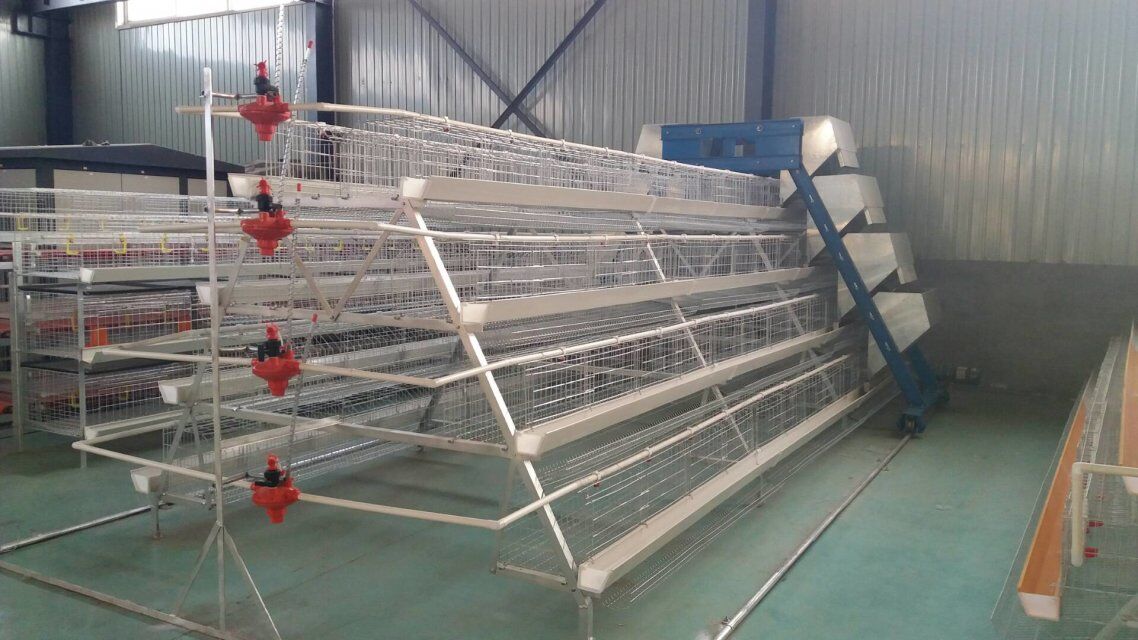 layer cage Layer cage system