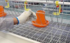 Symptoms and prevention of chicken white pheasant in chicken cage